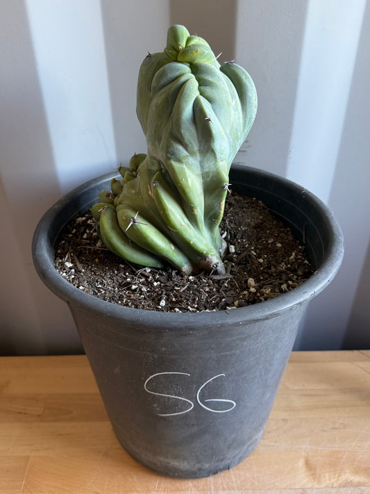 Myrtillocactus geometrizans ‘cristata’ Large Form S6