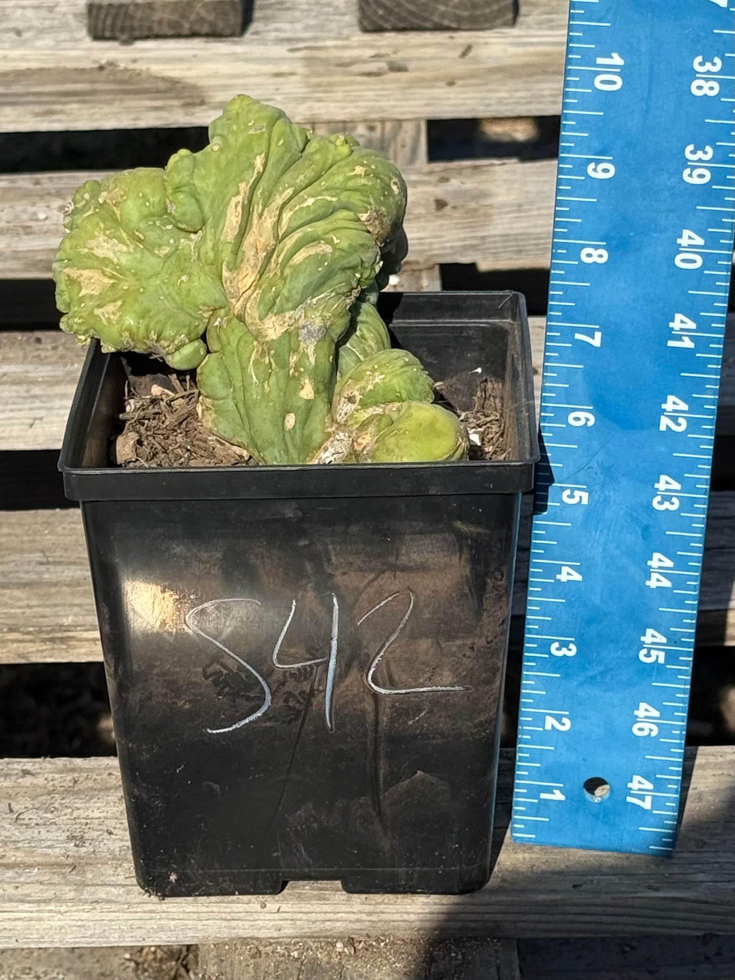 Crested Monstrose Cactus S42