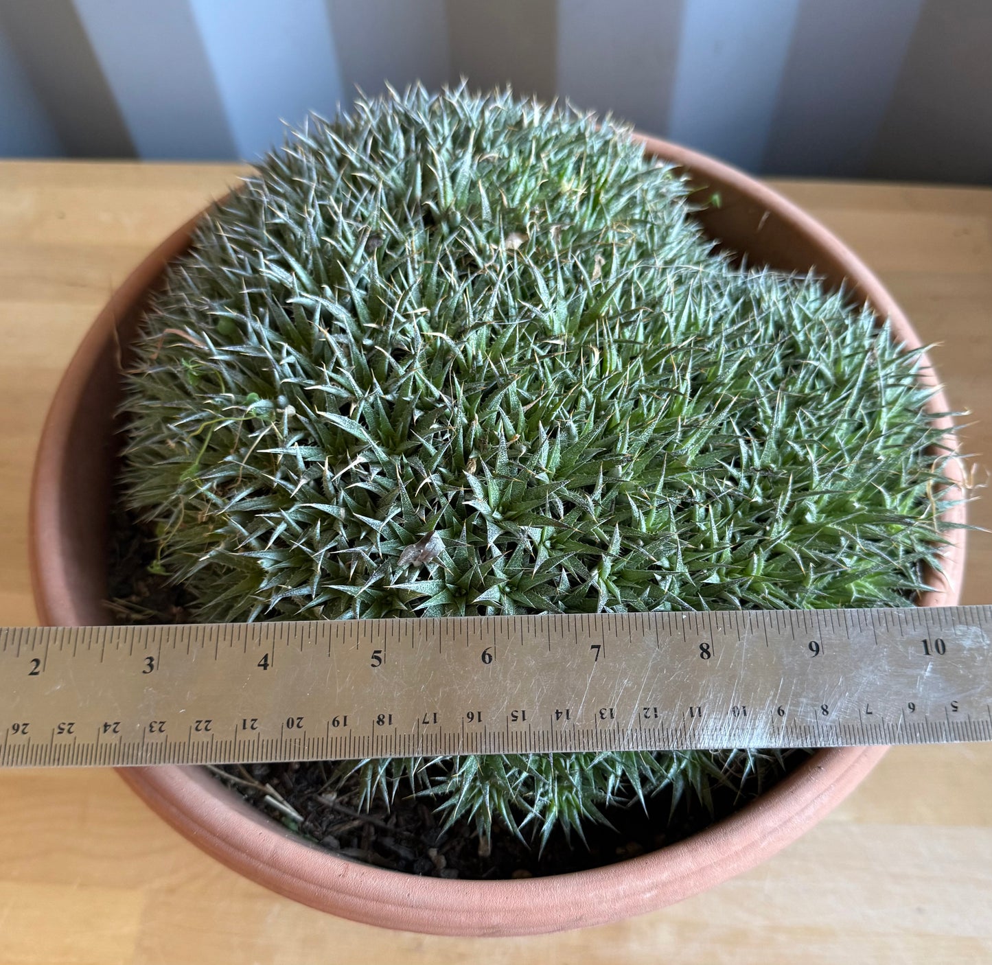 Deuterocohnia brevifolia S67