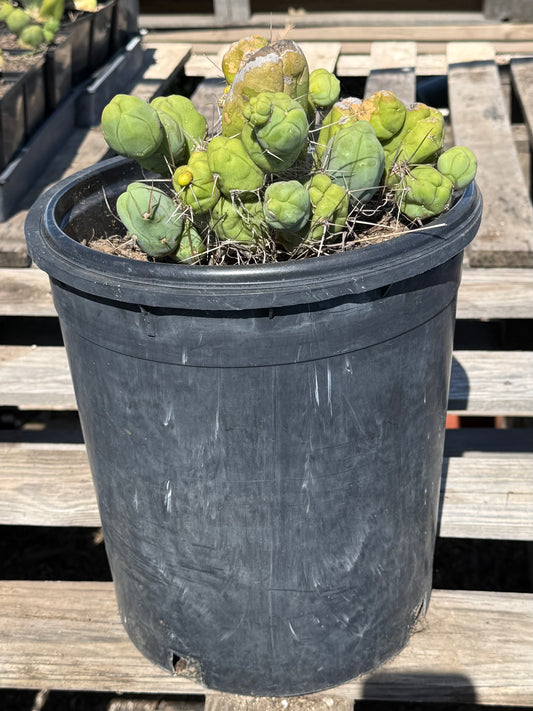 Monstrose Cactus S8