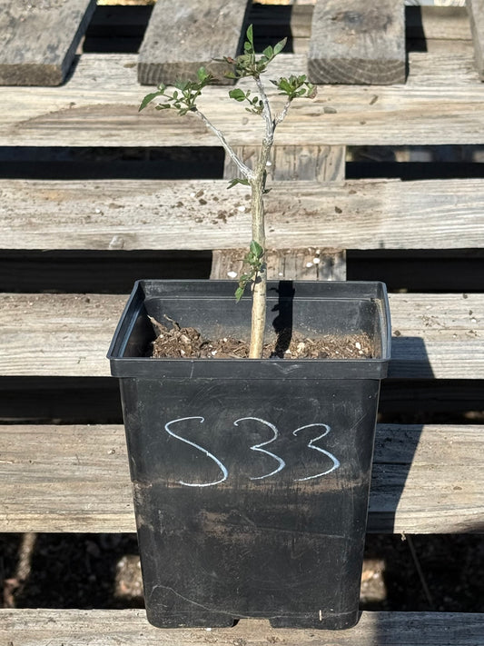 4in. Bursera fagaroides S33