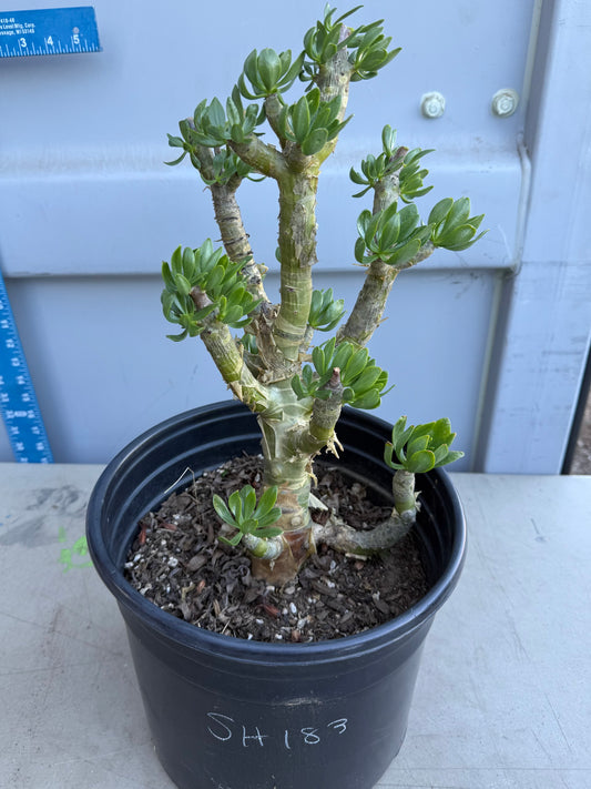5gal Butter Tree SH183 | Tylecodon paniculatus