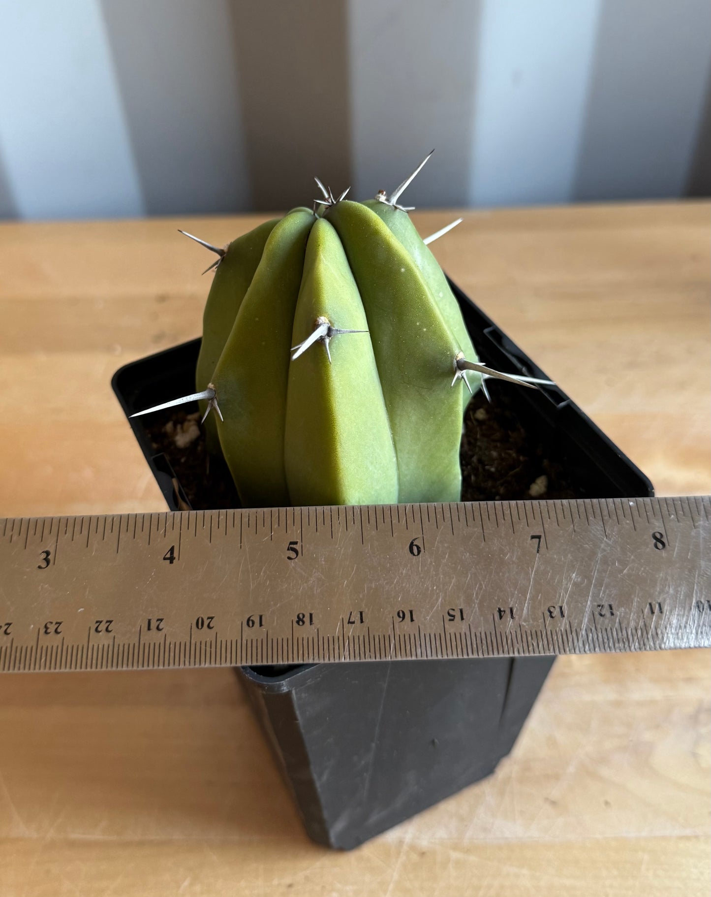 4-inch Myrtillocactus geometrizans S57