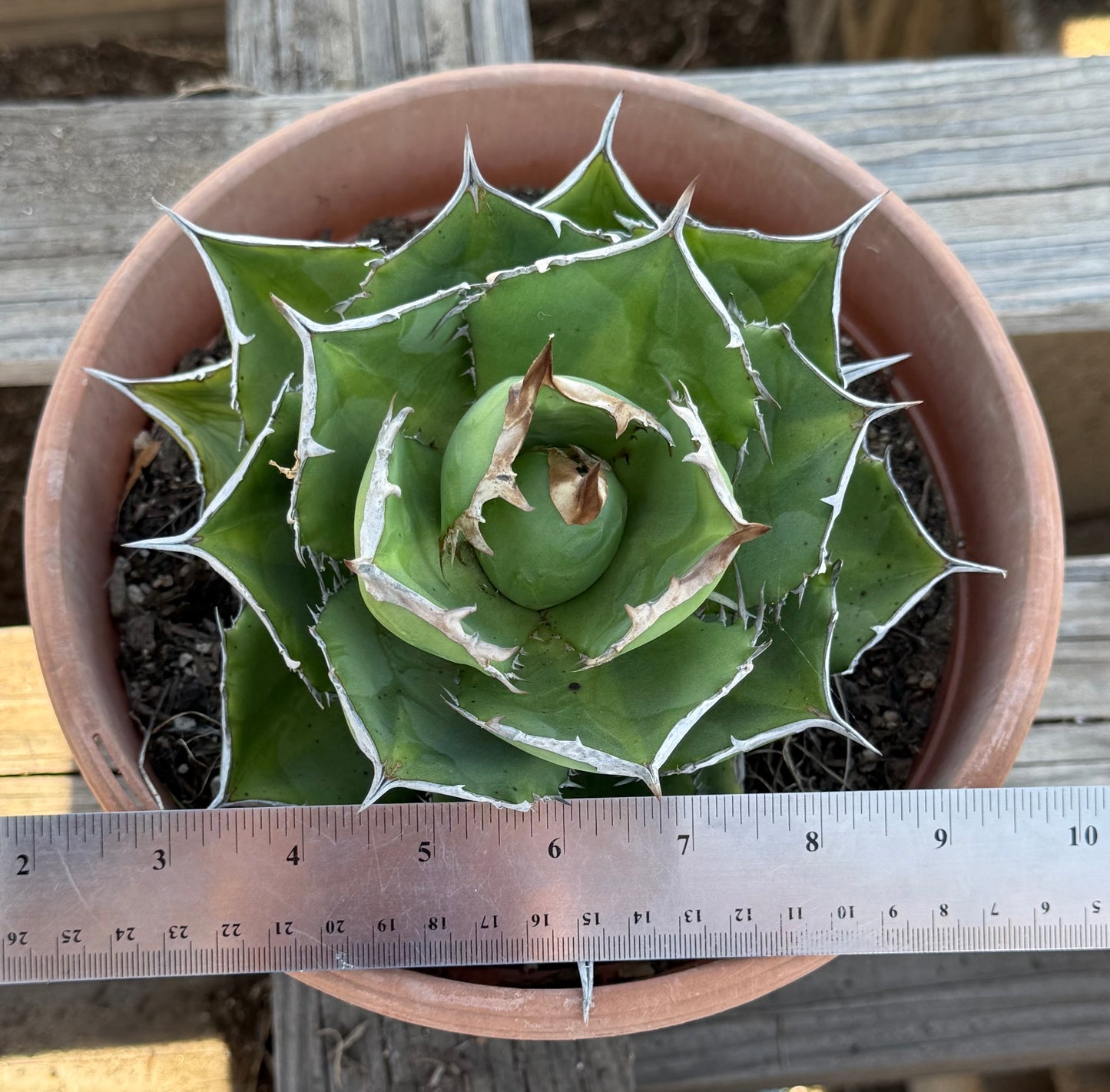 Agave titanota S32