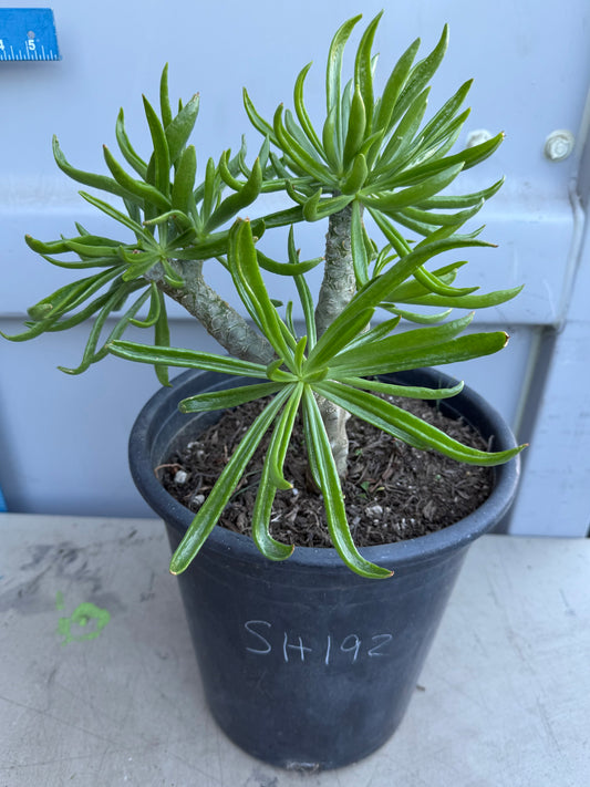 5gal Tylecodon dinteri SH192