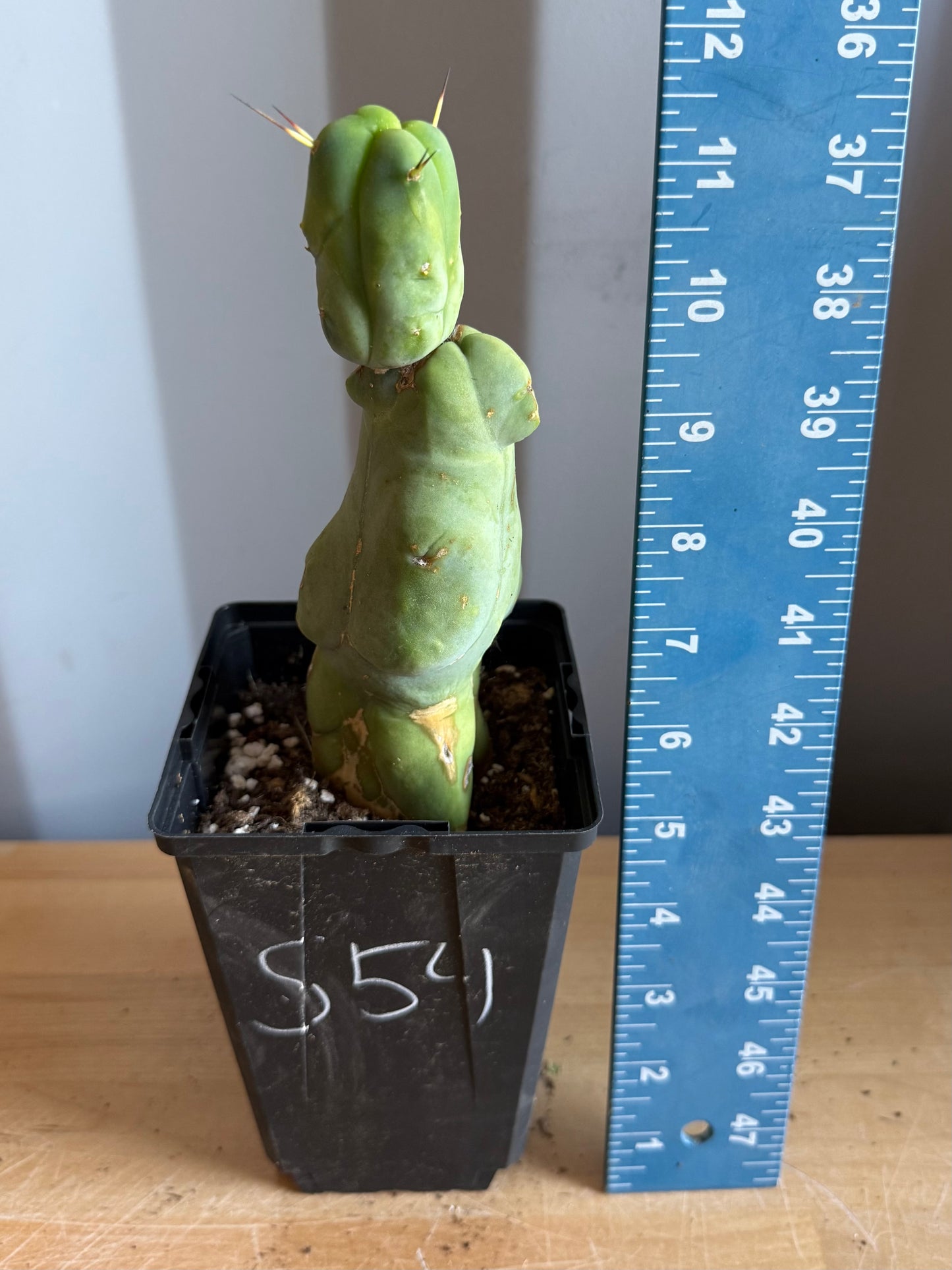 4-inch Monstrose Cactus S54