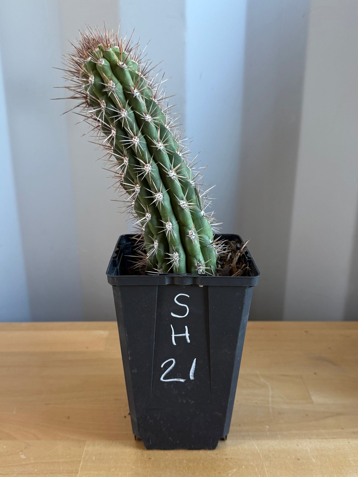 Cleistocactus fieldianus SH21