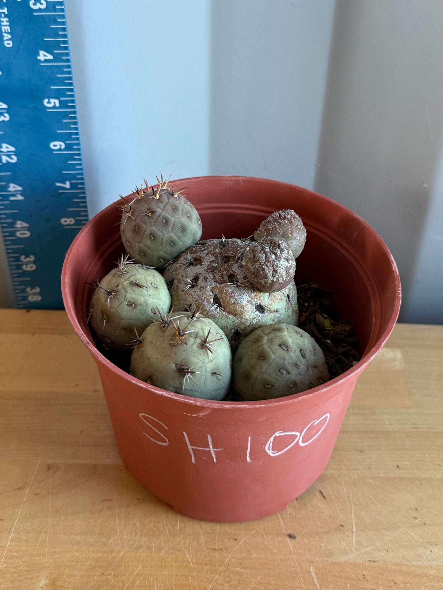 Tephrocactus Geometricus SH100