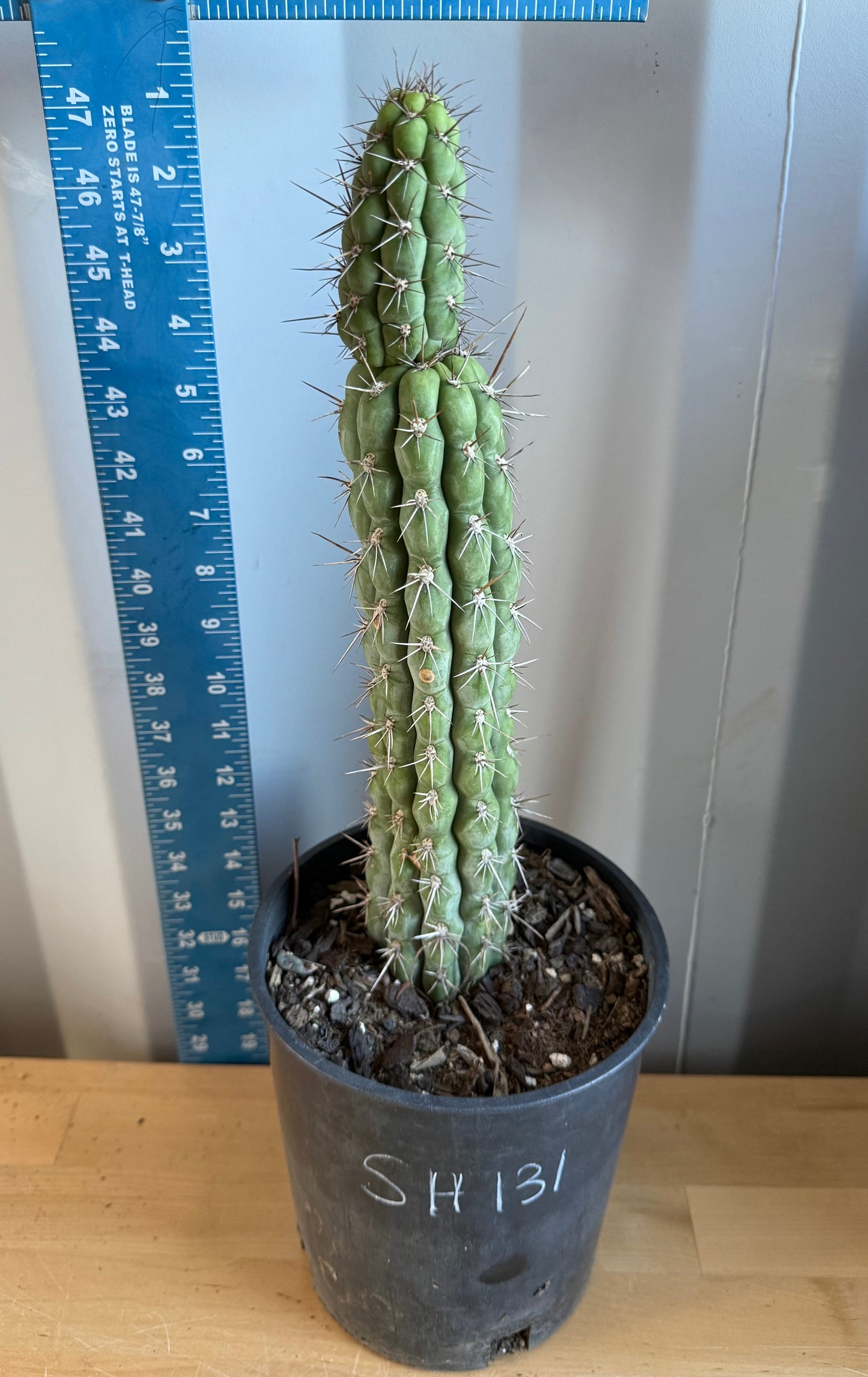 Trichocereus chiloensis SH131