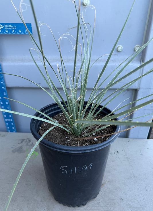 5gal Desert Spoon SH199 | Dasylirion wheeleri