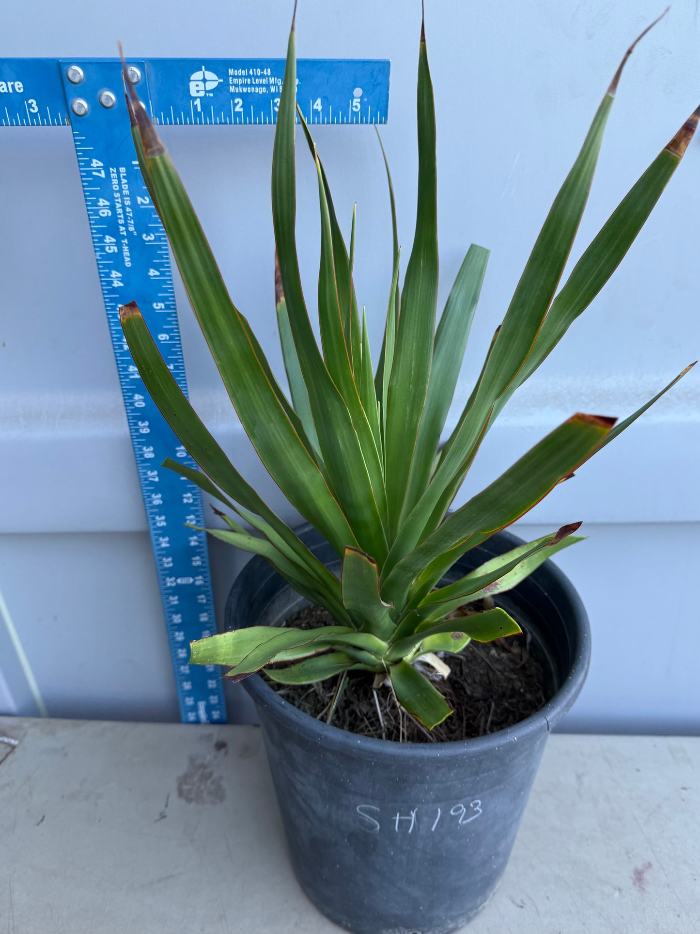 5 Gallon Dragon Tree SH193 | Dracaena draco