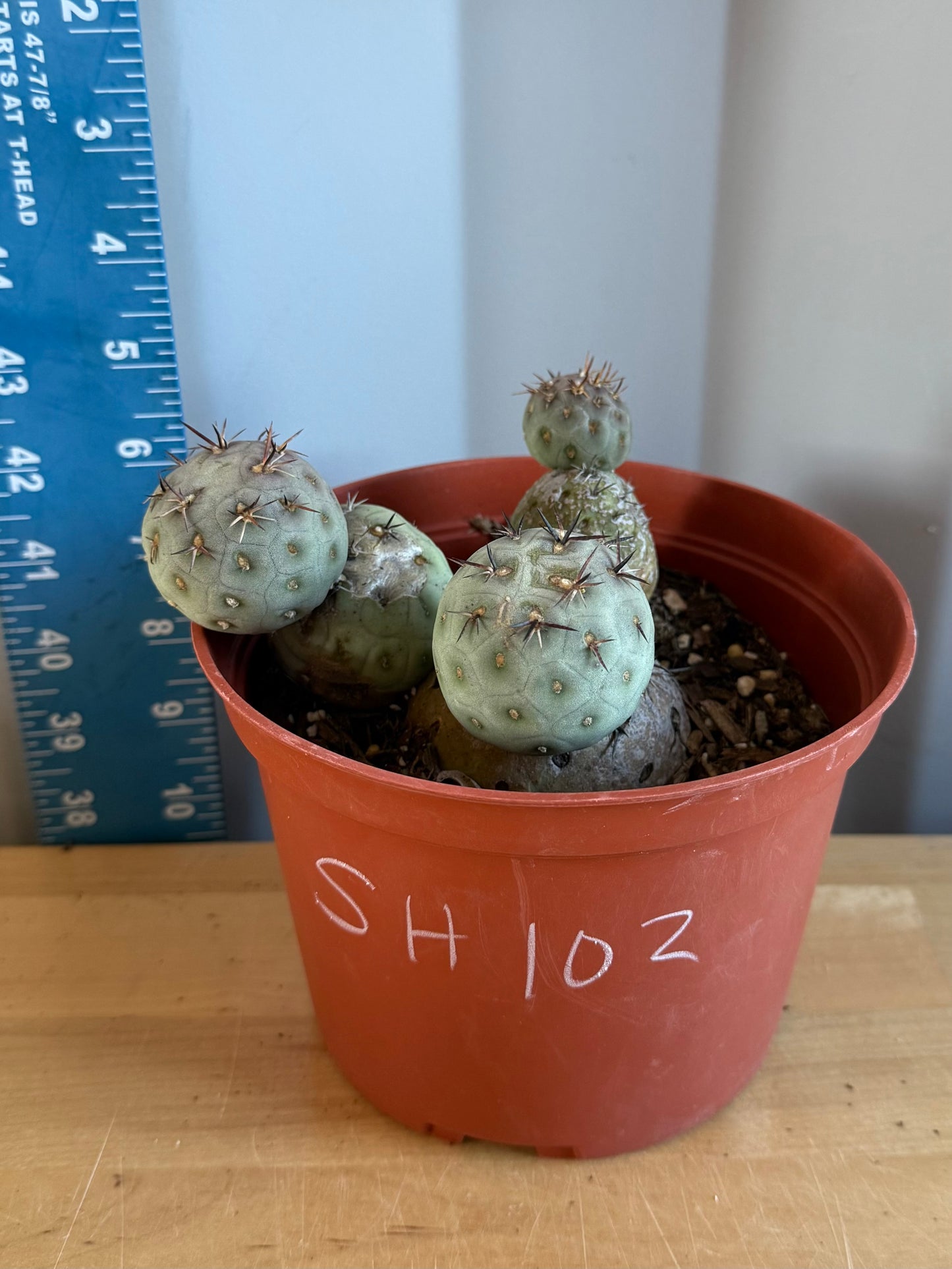 Tephrocactus Geometricus SH102