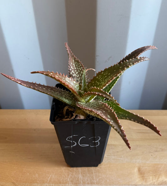 4-inch Aloe 'Cynthia Giddy' S63
