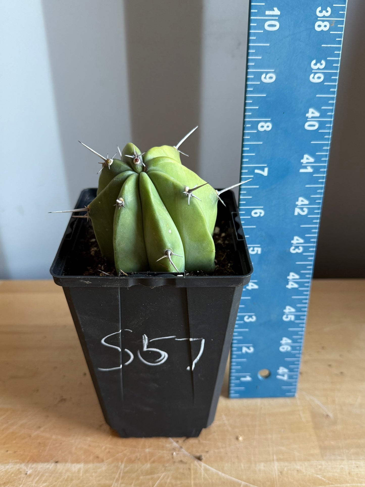 4-inch Myrtillocactus geometrizans S57