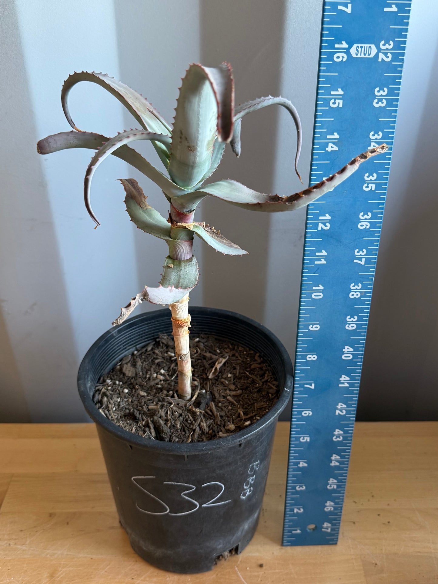 1gal Aloe acutissima S32