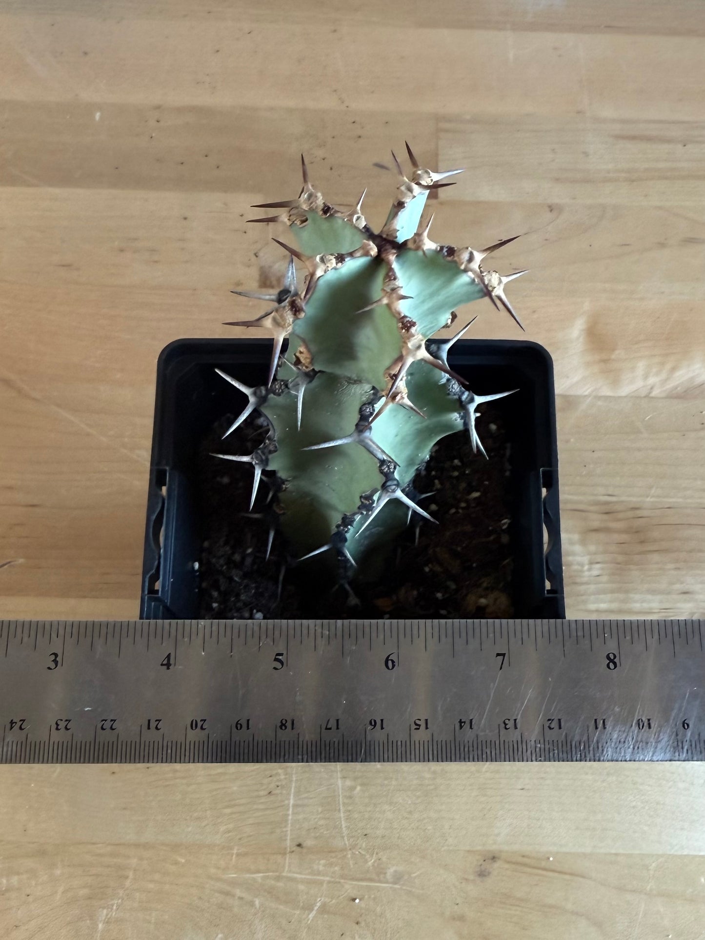 Euphorbia coerulescens SH26