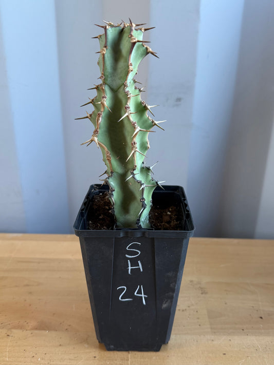 Euphorbia coerulescens SH24