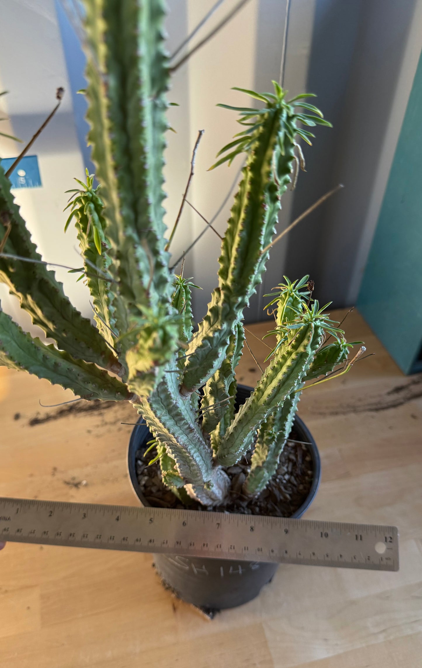 Euphorbia loricata SH148 | African Palm