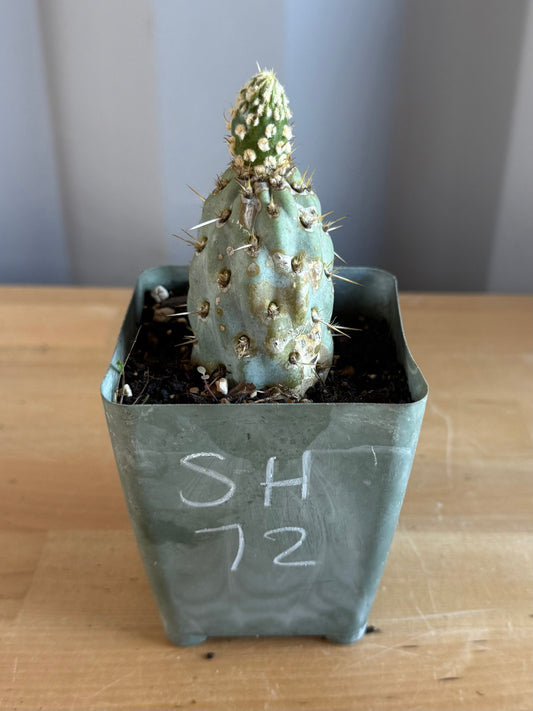 4-inch Miqueliopuntia miquelii SH72 | Opuntia miquelii