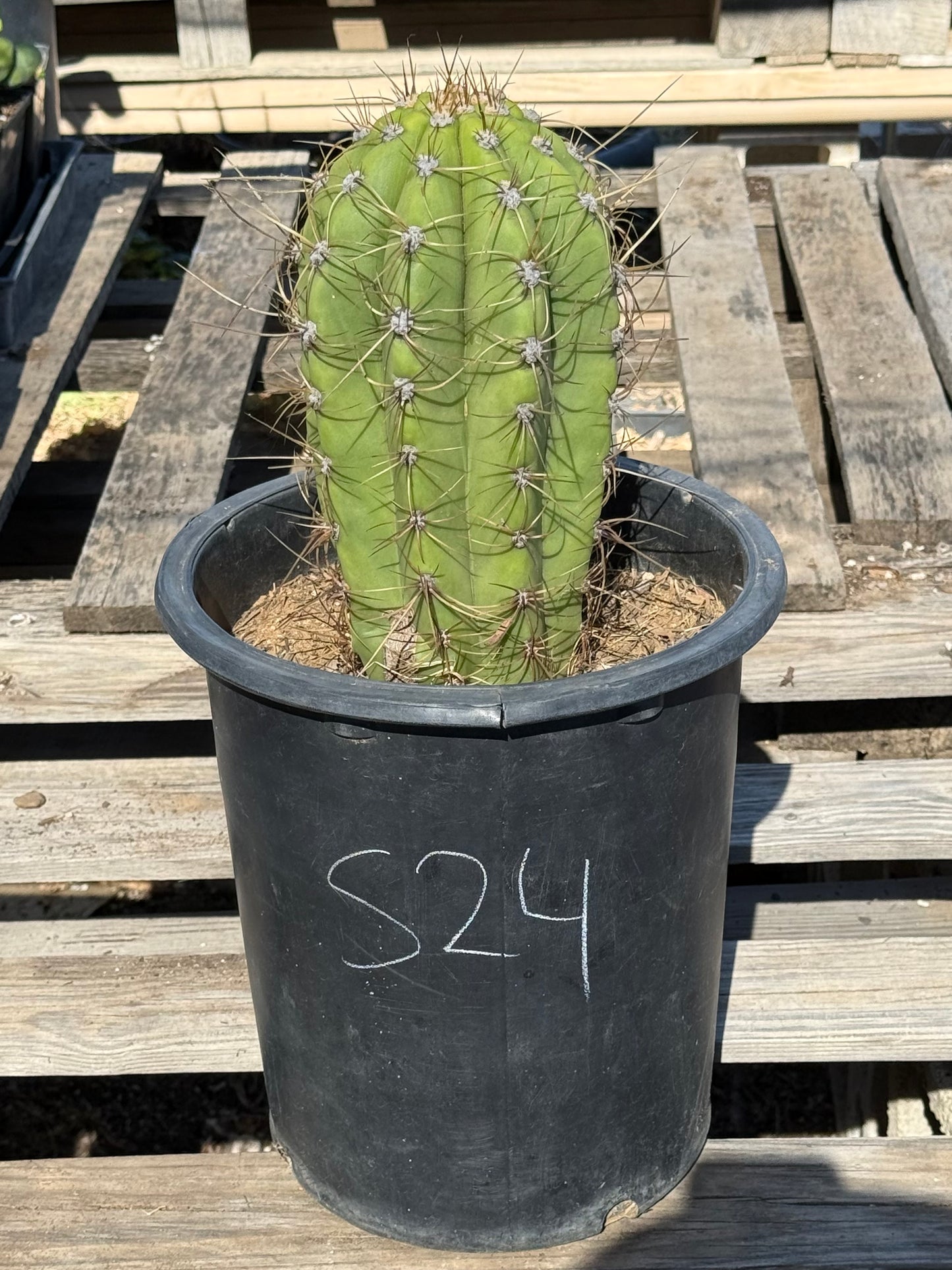 Echinopsis terscheckii S24