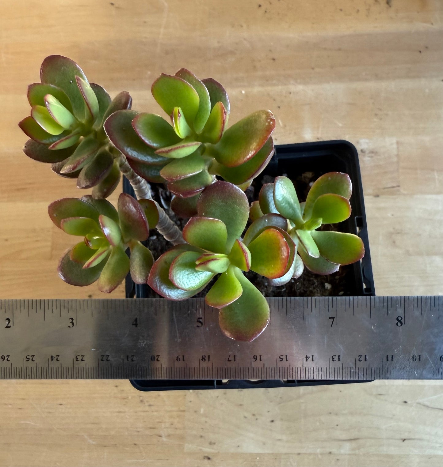 Lemon Lime Jade SH173 | Crassula ovata 'Lemon & Lime'