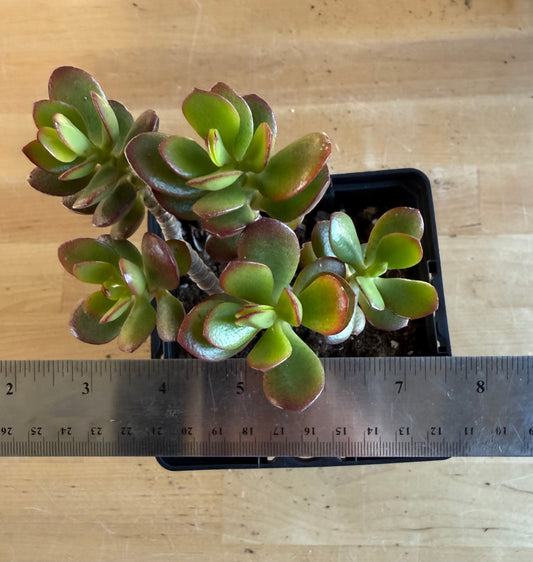 Lemon Lime Jade SH173 | Crassula ovata 'Lemon & Lime'