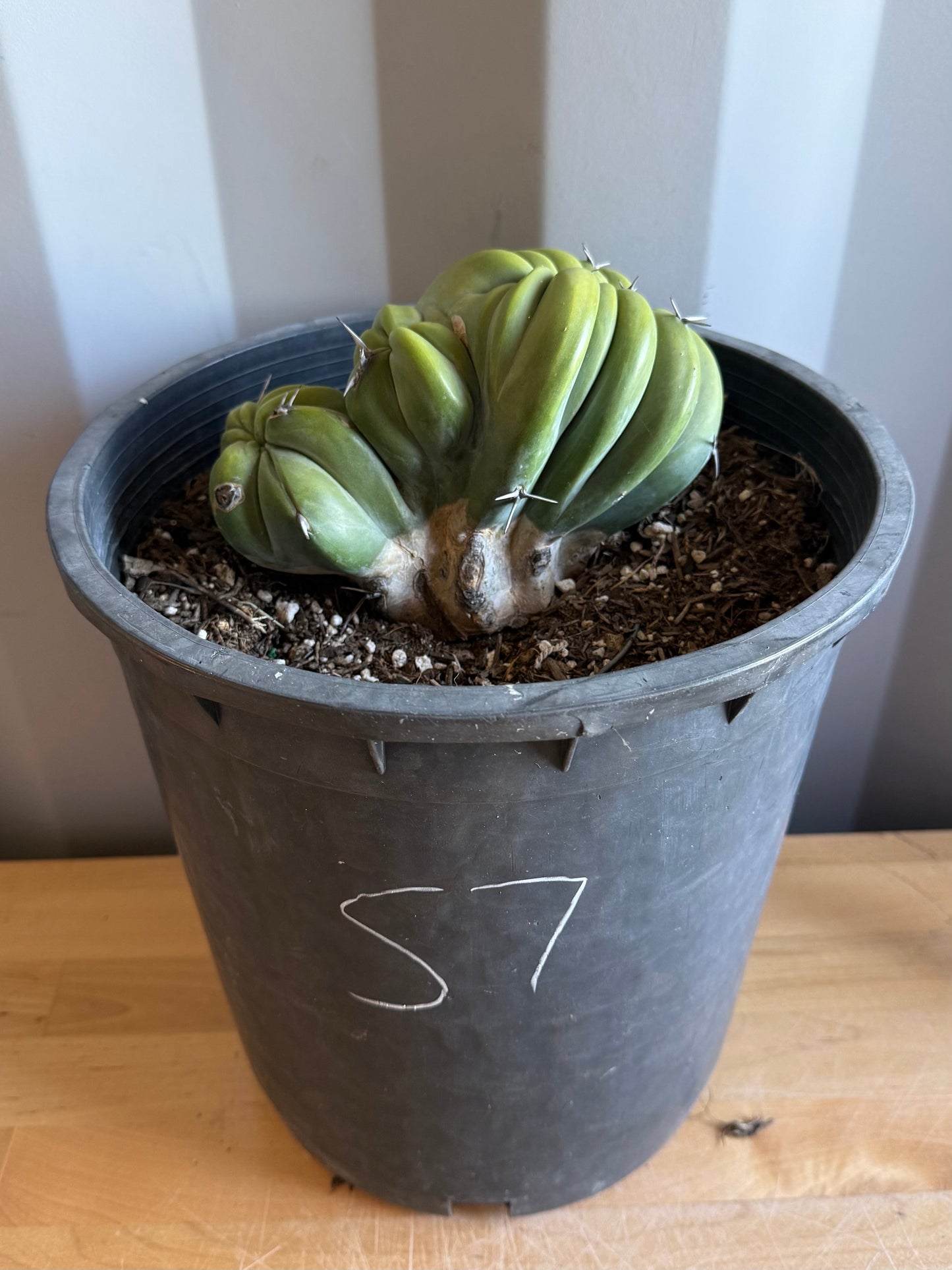 Myrtillocactus geometrizans ‘cristata’ Large Form S7