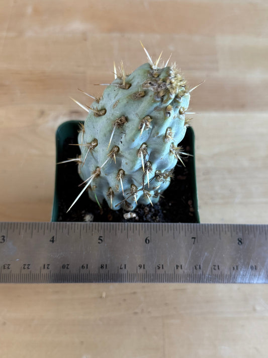 4-inch Miqueliopuntia miquelii SH76 | Opuntia miquelii