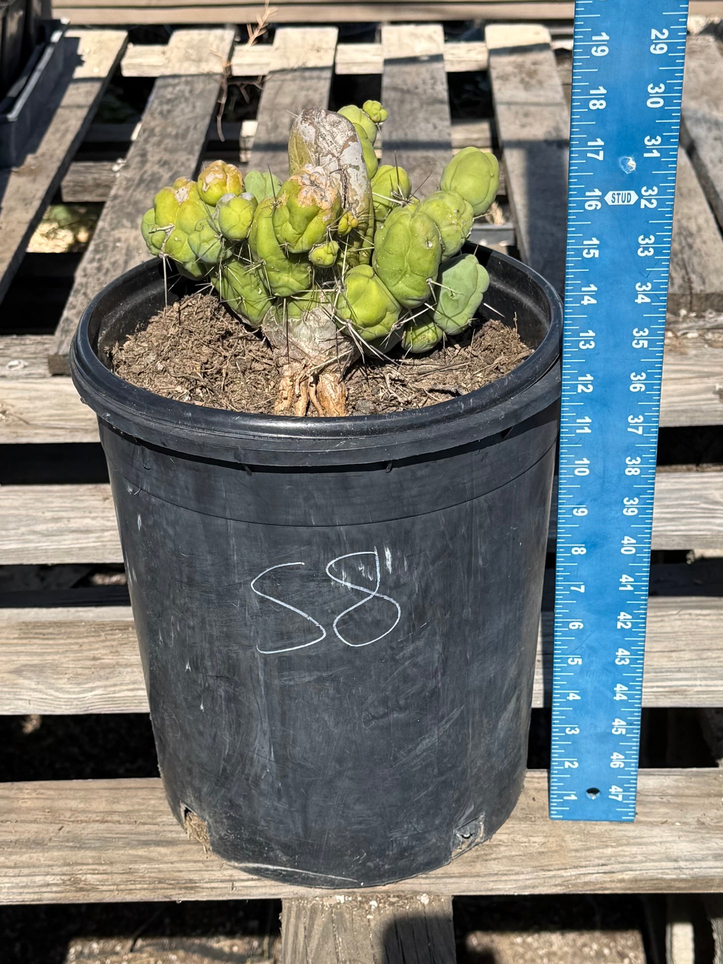 Monstrose Cactus S8