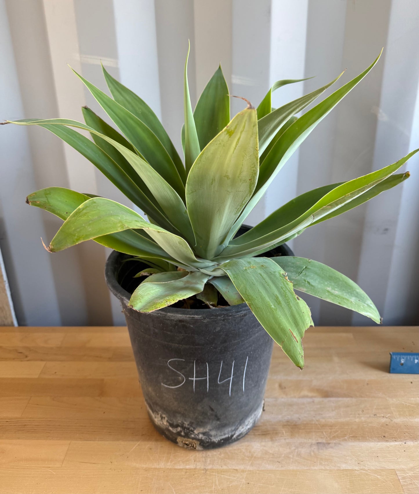 Foxtail Agave SH41 | Agave attenuata