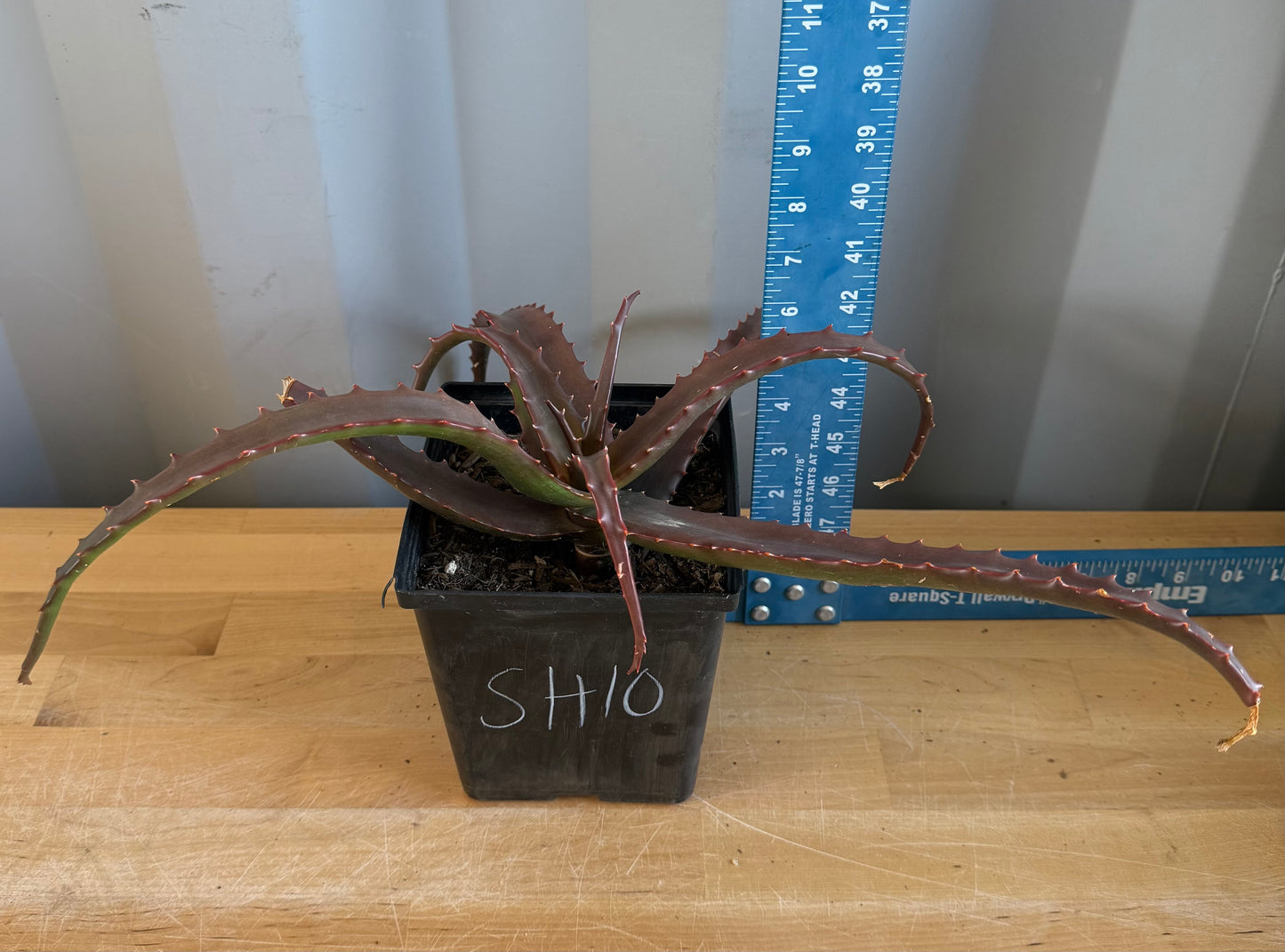 Aloe cameronii SH10 | Red Aloe
