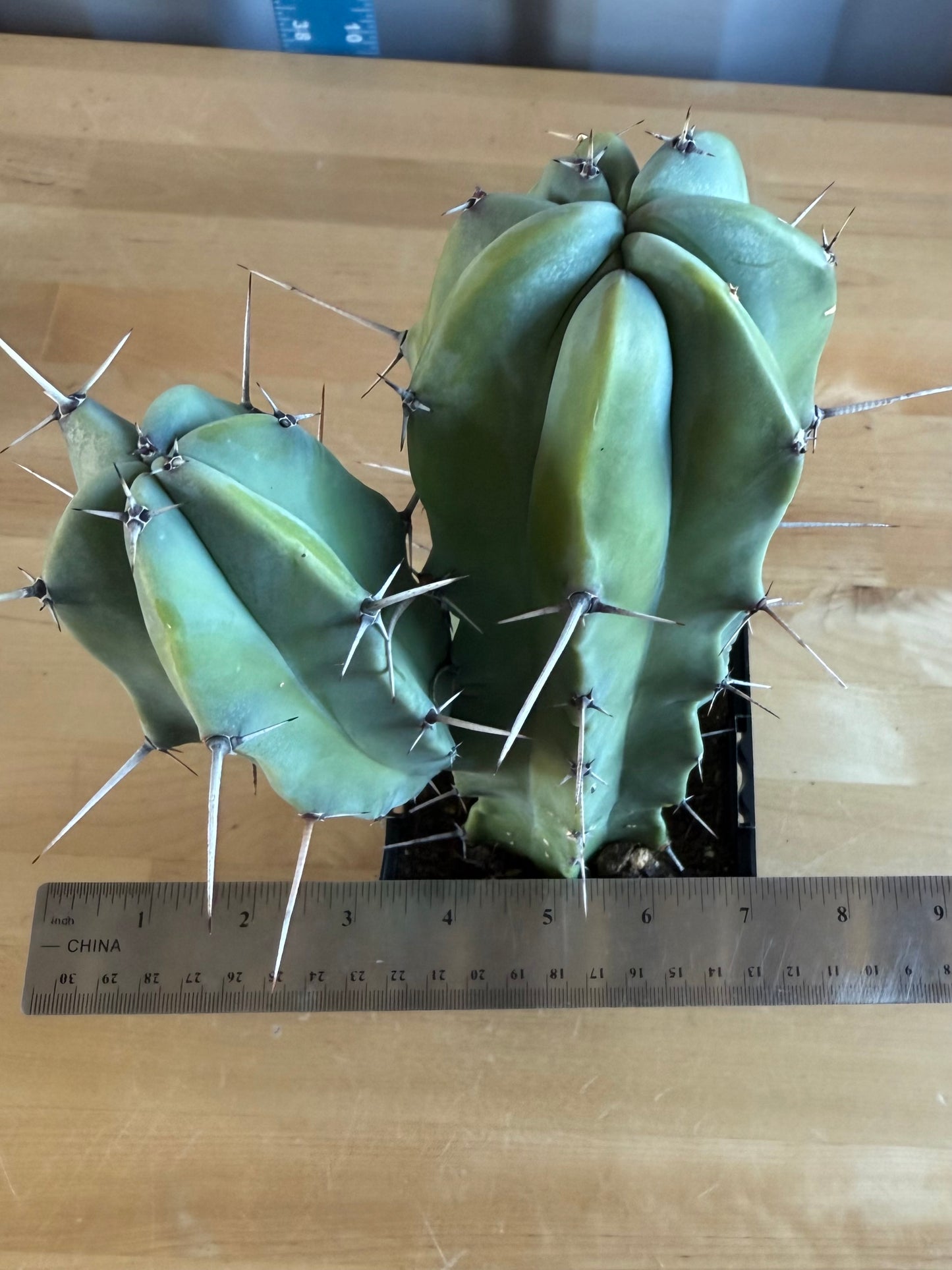Myrtillocactus geometrizans SH17