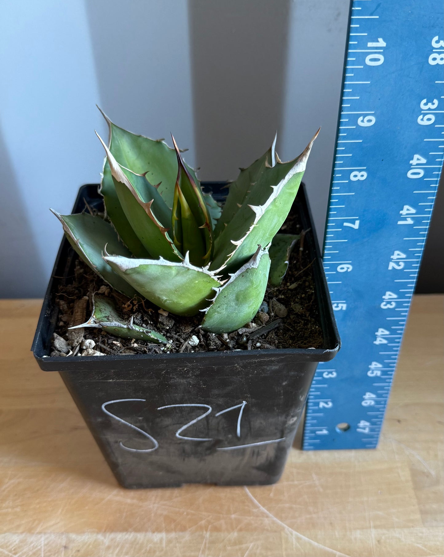 Agave titanota S21