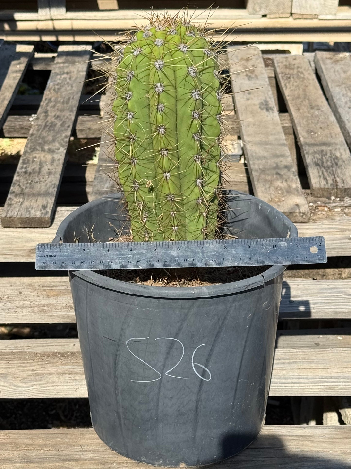 Echinopsis terscheckii S26
