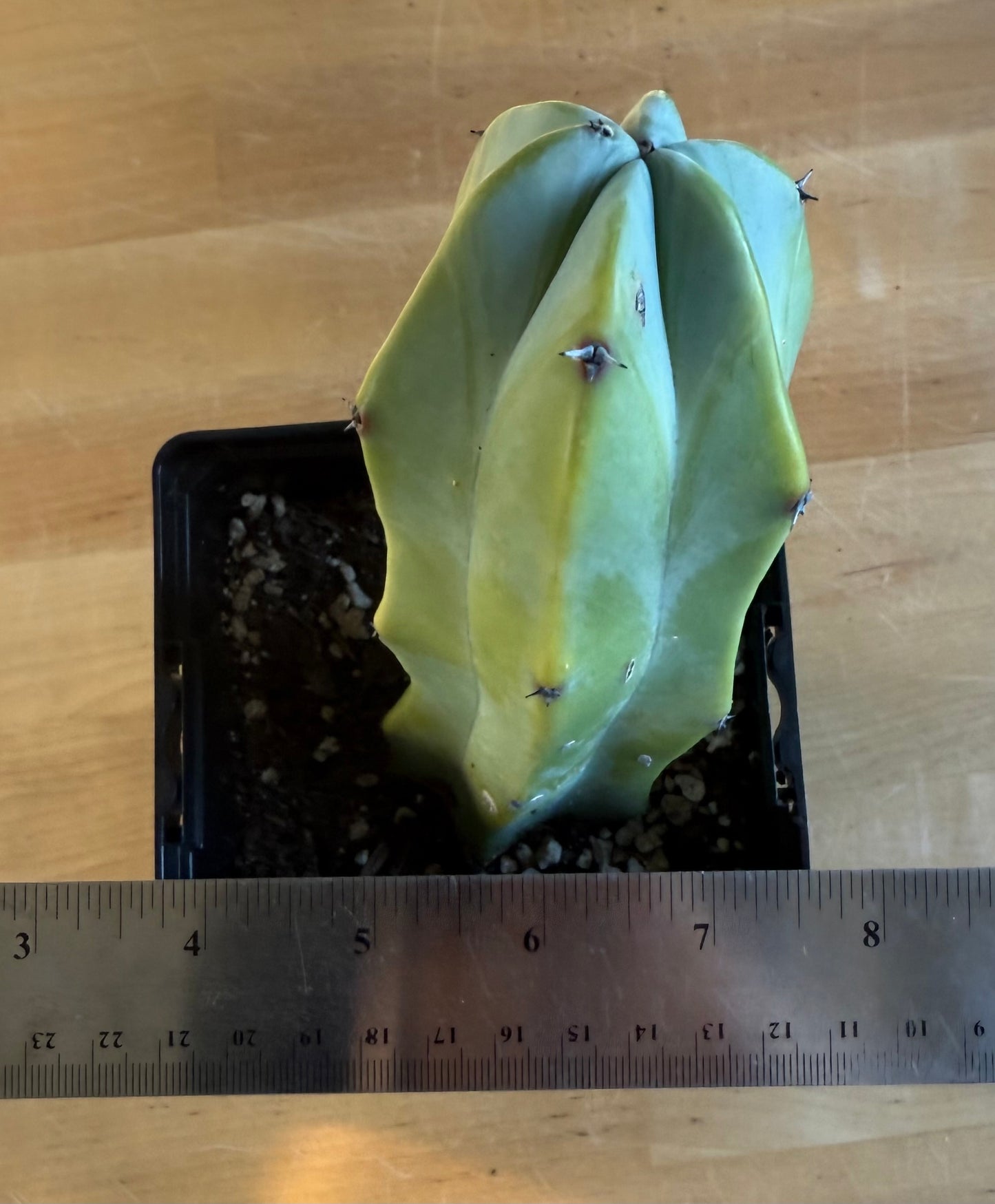 Myrtillocactus geometrizans SH163