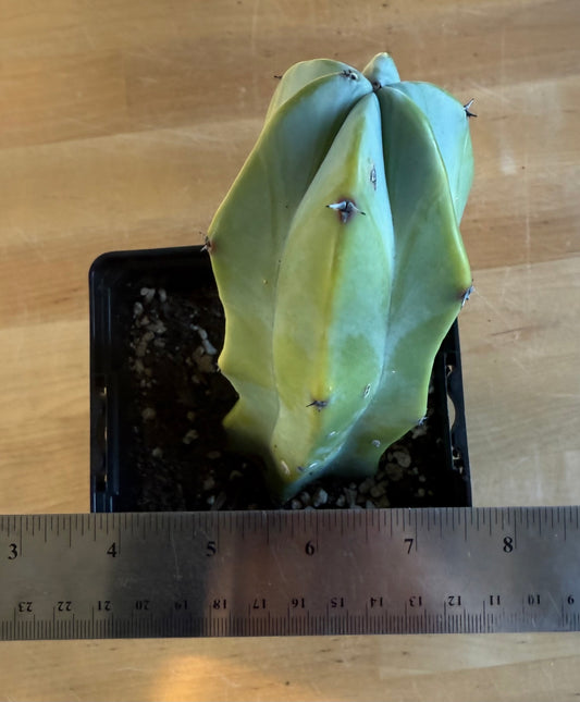 Myrtillocactus geometrizans SH163