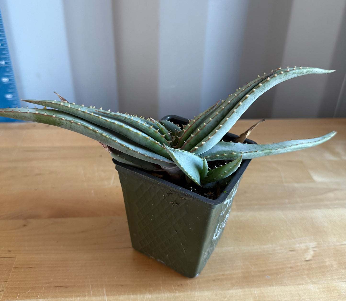 4-inch Mustache Aloe SH65 | Aloe suprafoliata