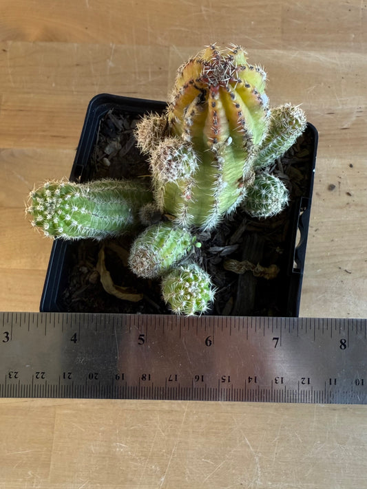 4-inch Echinopsis chamaecereus | Peanut Cactus SH158