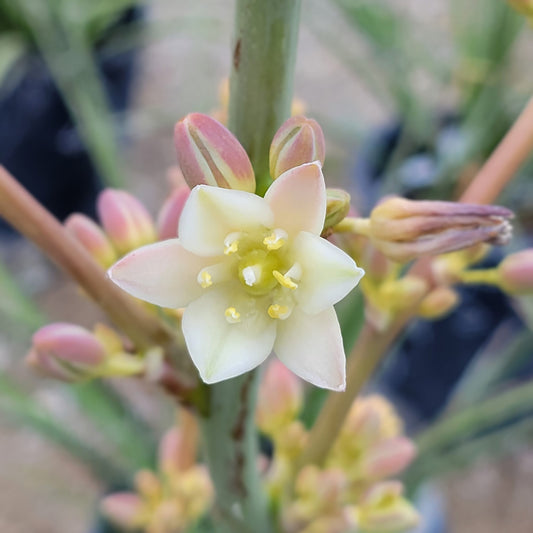 Hesperaloe 'MSWN Ivory Swan' Nite Lights 5g