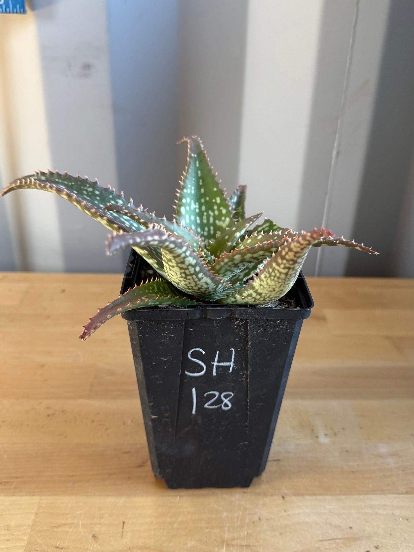 Aloe 'Cynthia Giddy' SH128