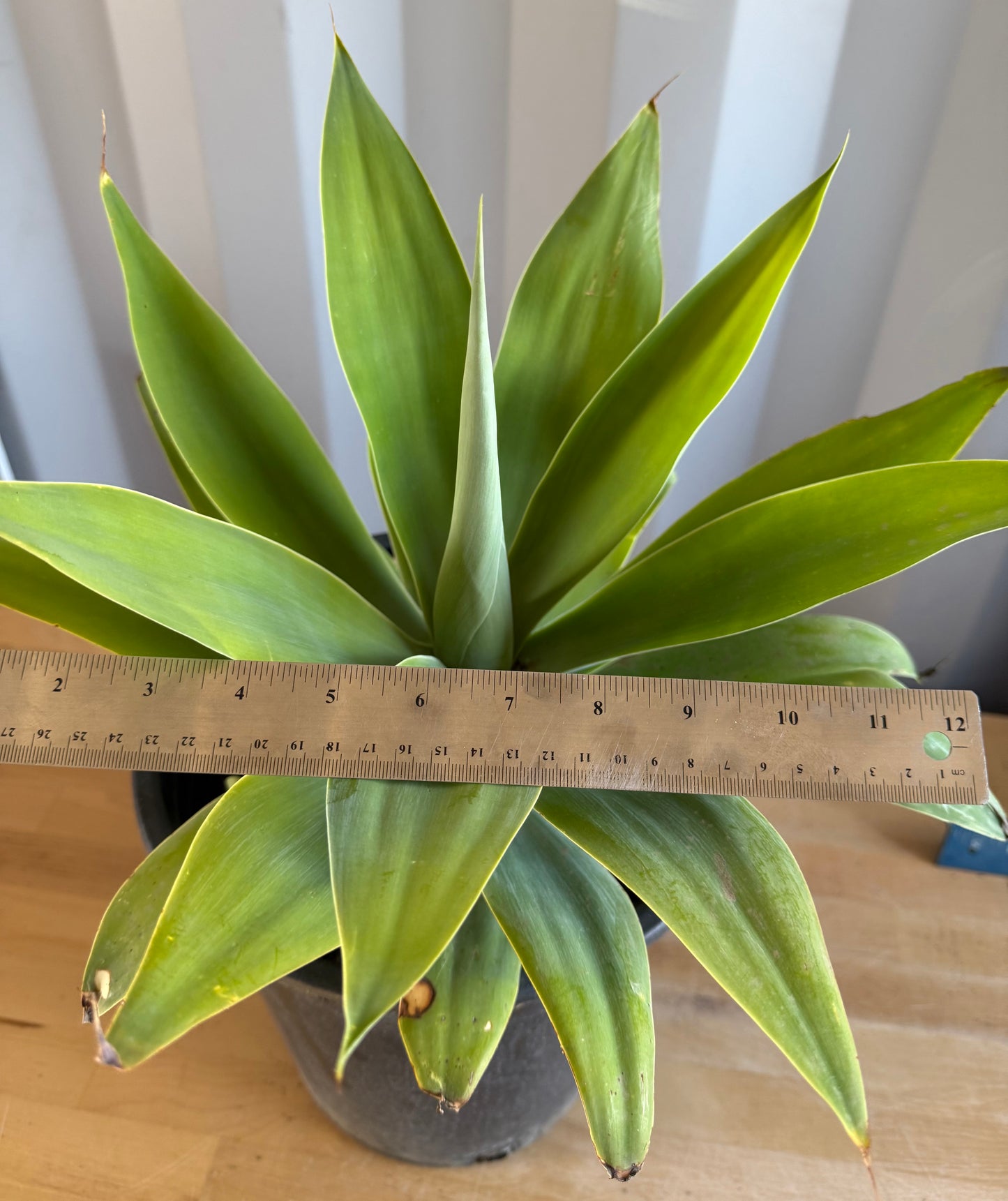 Foxtail Agave SH42 | Agave attenuata
