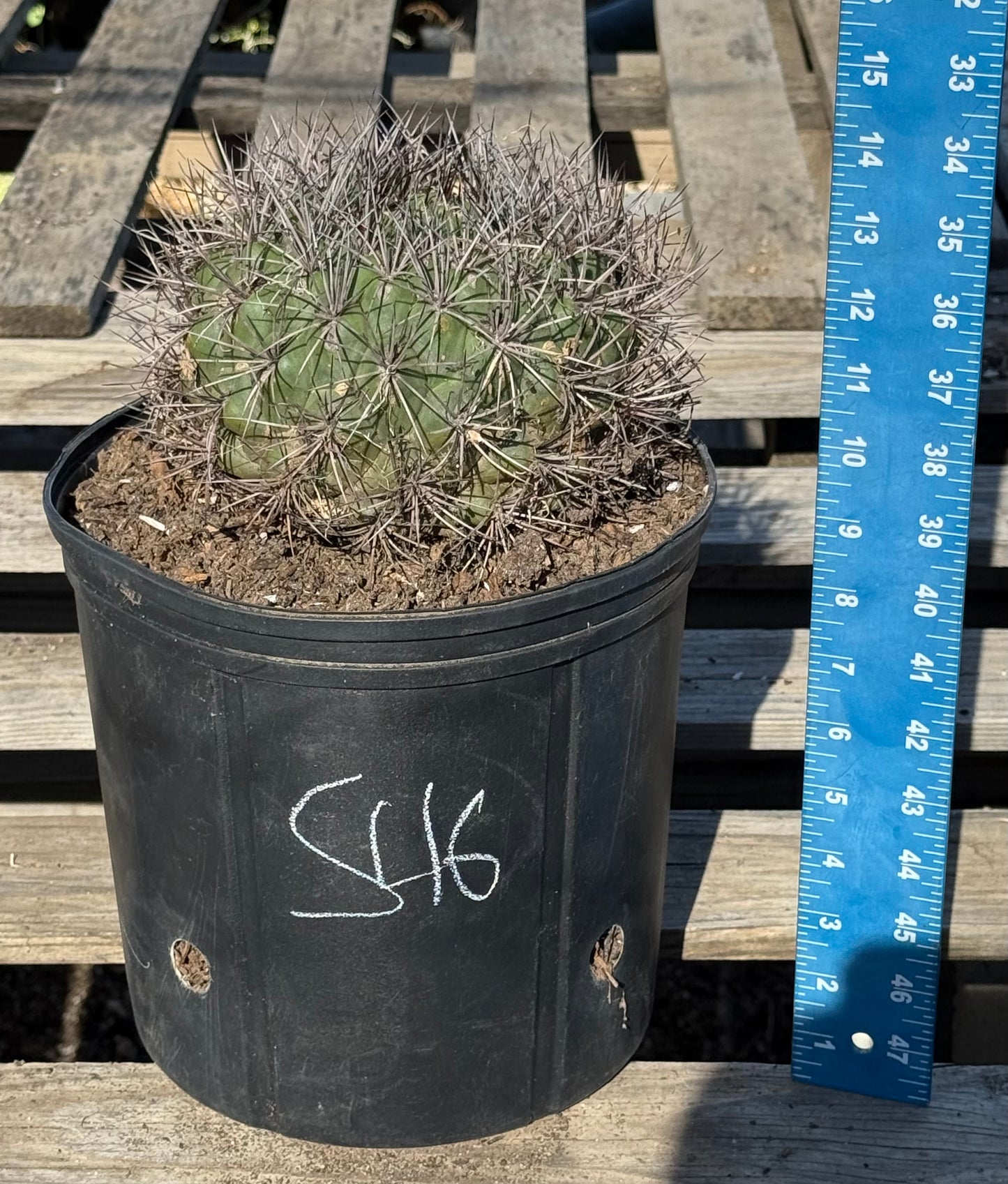 Gymnocalycium saglionis | Giant Chin Cactus S46