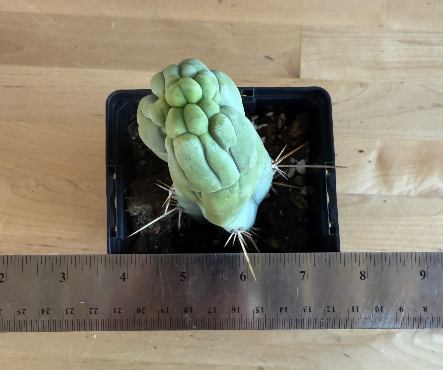 Bruce’s Dragon Cactus SH2