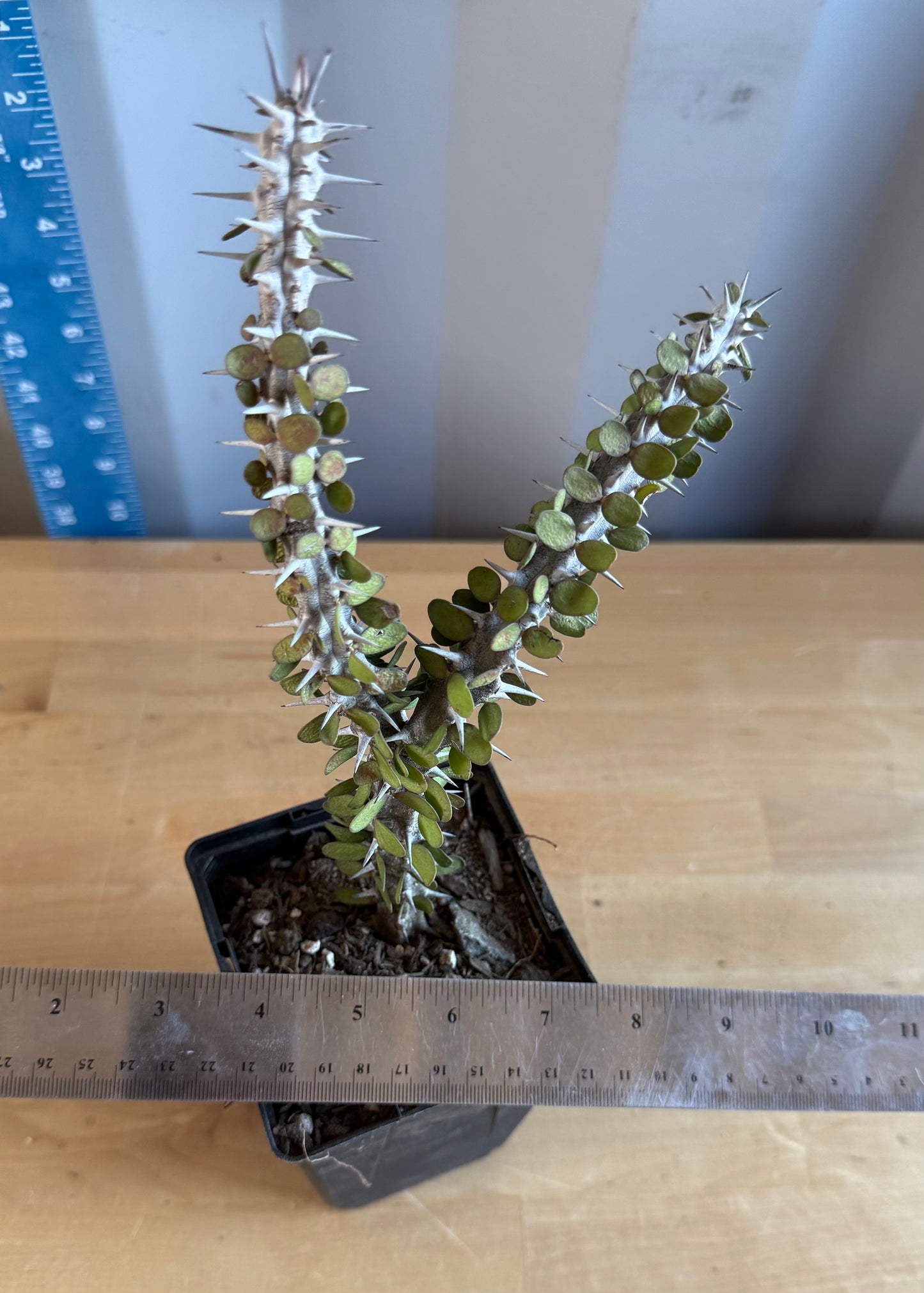 Madagascar Ocotillo SH108 | Alluaudia procera