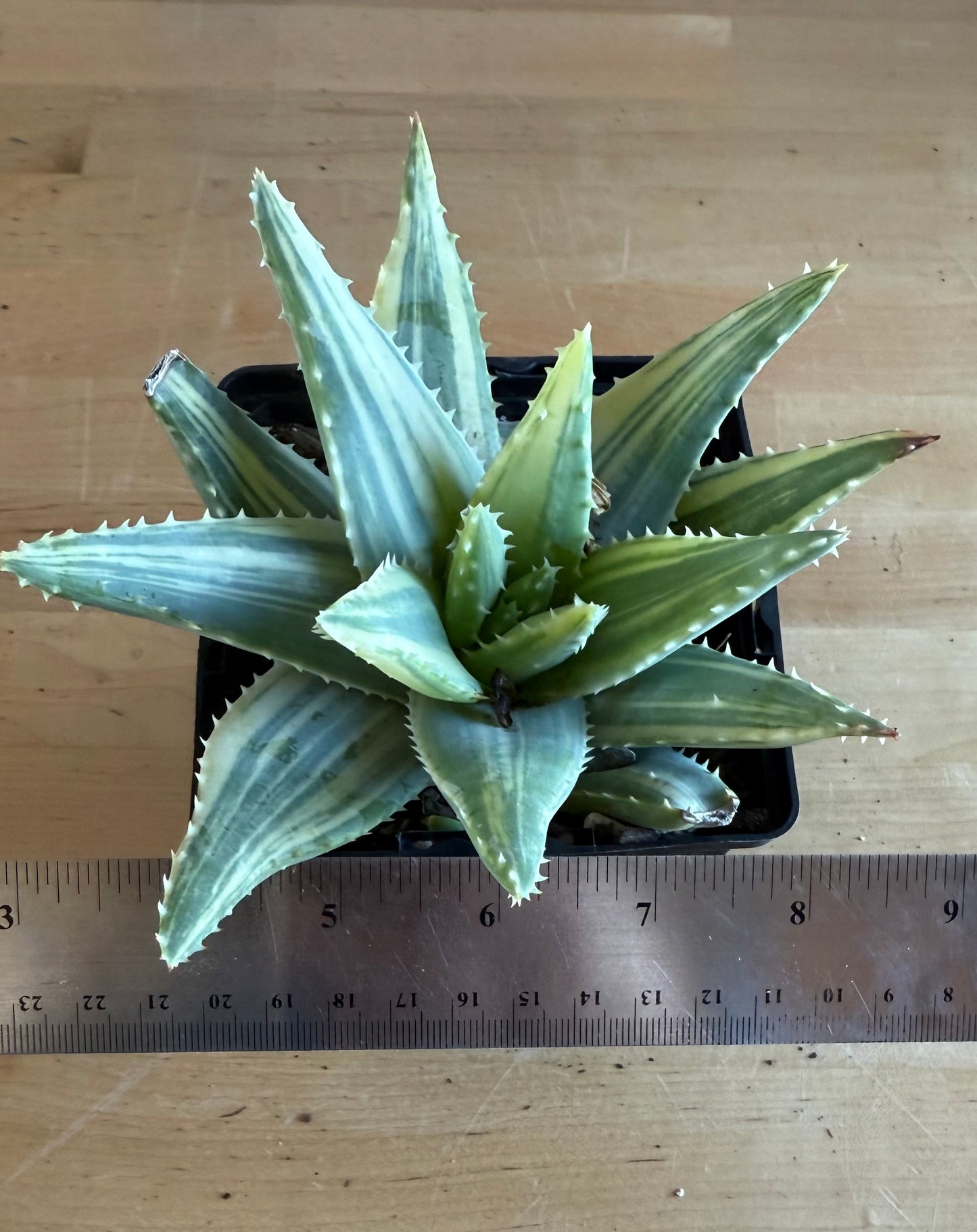 4-inch Variegated Aloe brevifolia SH62