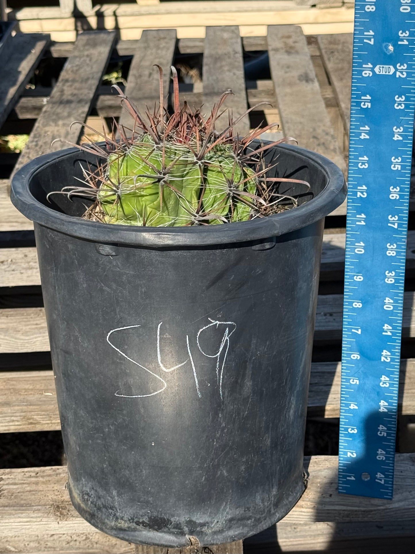 Ferocactus herrerae | Twisted Barrel Cactus S49