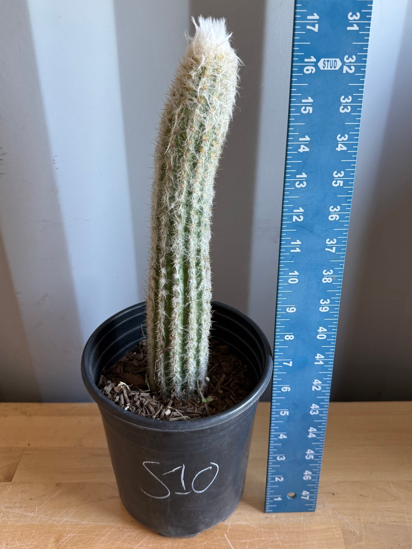 Old Man of the Andes | Oreocereus doelzianus S10