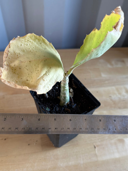 4-inch Cyphostemma cirrhosum SH92