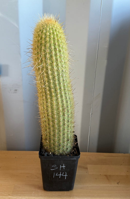 Weberbauerocereus winterianus SH144
