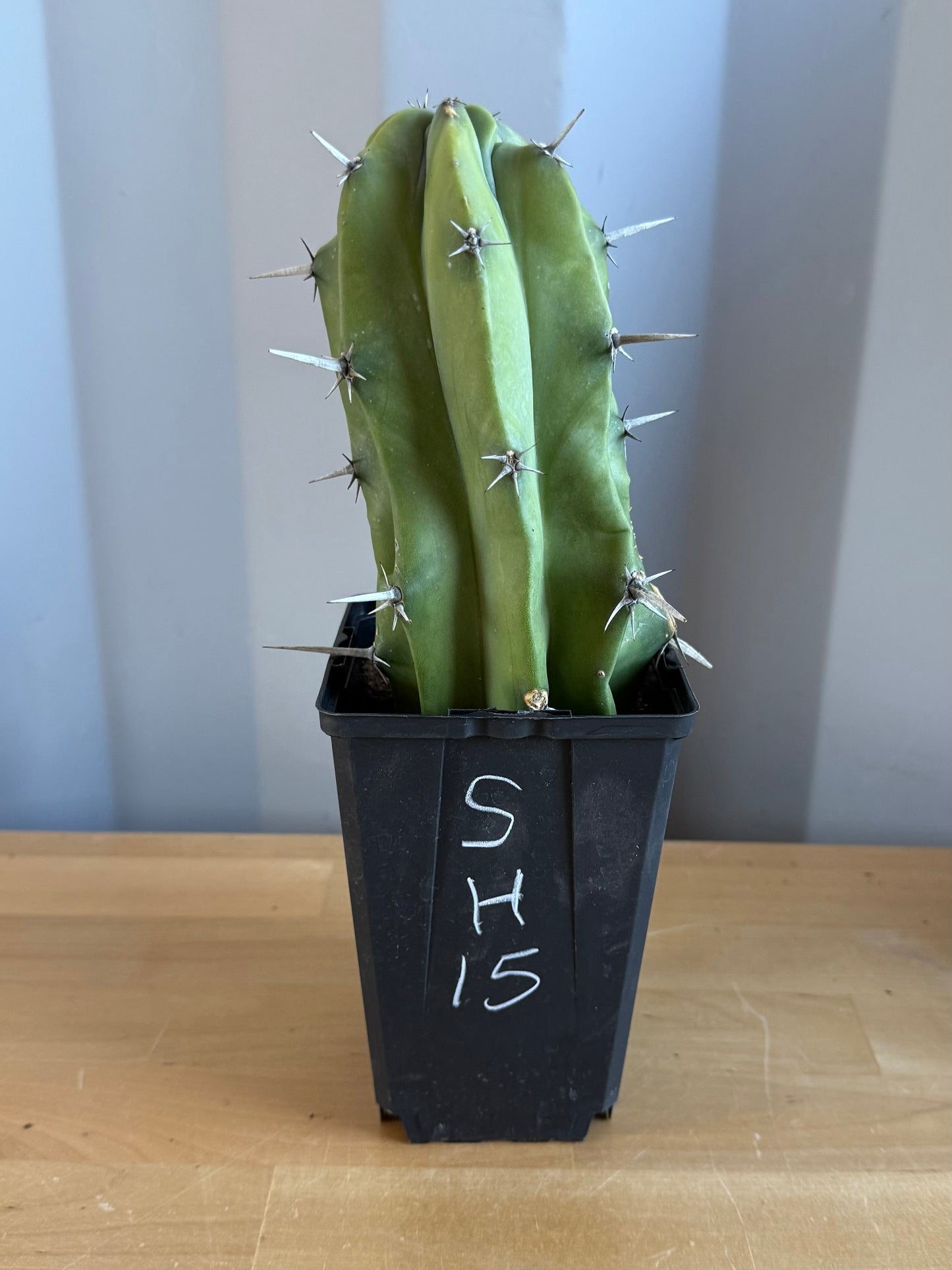 Myrtillocactus geometrizans SH15